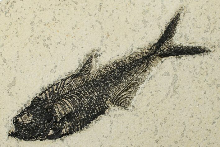 Fossil Fish (Diplomystus) - Wyoming #203206